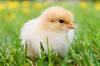 gluten chicken