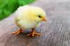 gluten chicken