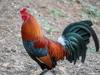 gluten chicken