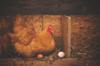 gluten chicken