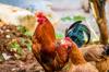 gluten chicken