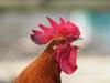 gluten chicken