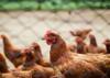 gluten chicken