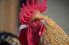 gluten chicken
