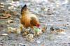 gluten chicken