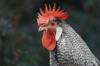 gluten chicken