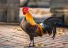 gluten chicken