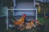 gluten chicken