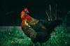 gluten chicken