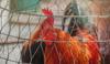 gluten chicken