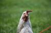 gluten chicken