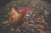 gluten chicken