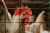 gluten chicken