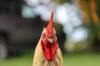 gluten chicken