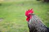 gluten chicken