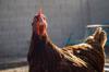 gluten chicken