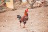 gluten chicken