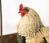 gluten chicken