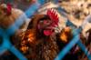 gluten chicken