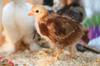 gluten chicken