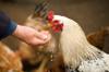 gluten chicken