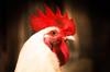gluten chicken