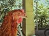 gluten chicken