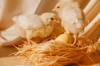gluten chicken