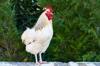 gluten chicken