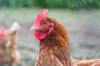 gluten chicken