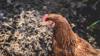 gluten chicken