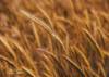 gluten flour