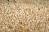 gluten flour