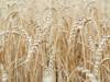 gluten flour