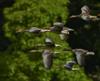 gluten free
