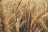 gluten other