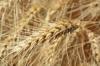 gluten other