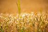 gluten other