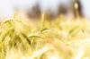 gluten other