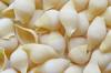 gluten other