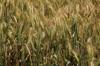 gluten other