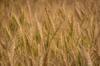 gluten other