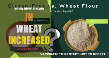 Exploring the Gluten Content in Modern Wheat: A Historical Perspective