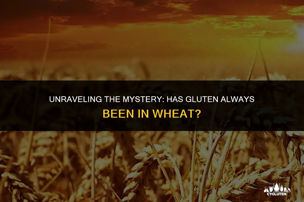 has there always been gluten in wheat
