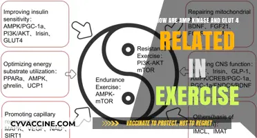 Unraveling the AMPK-GLUT4 Connection: Fueling Exercise Performance