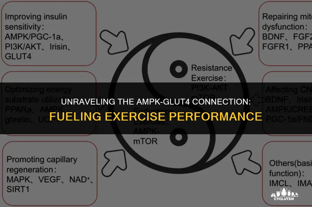 how are amp kinase and glut 4 related in exercise