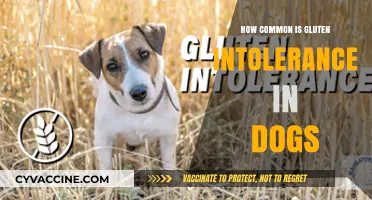 Unveiling the Truth: Gluten Intolerance in Dogs - How Common Is It?