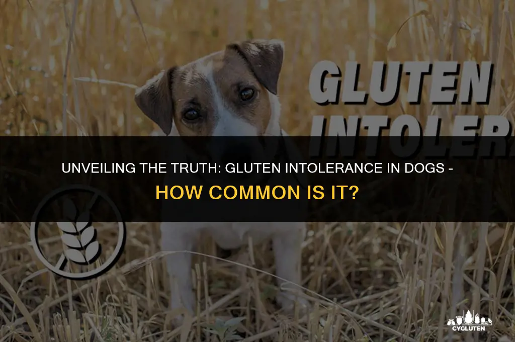 how common is gluten intolerance in dogs