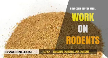 Exploring the Effects of Corn Gluten Meal on Rodent Health