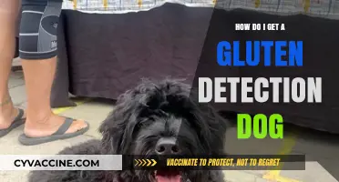 Finding Your Gluten Guardian: A Guide to Gluten Detection Dogs